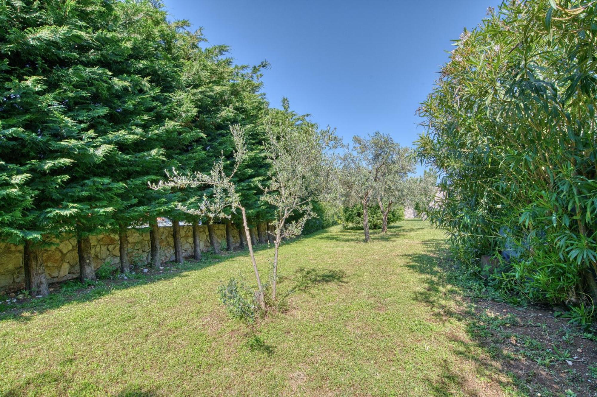 Olive Grove Budva