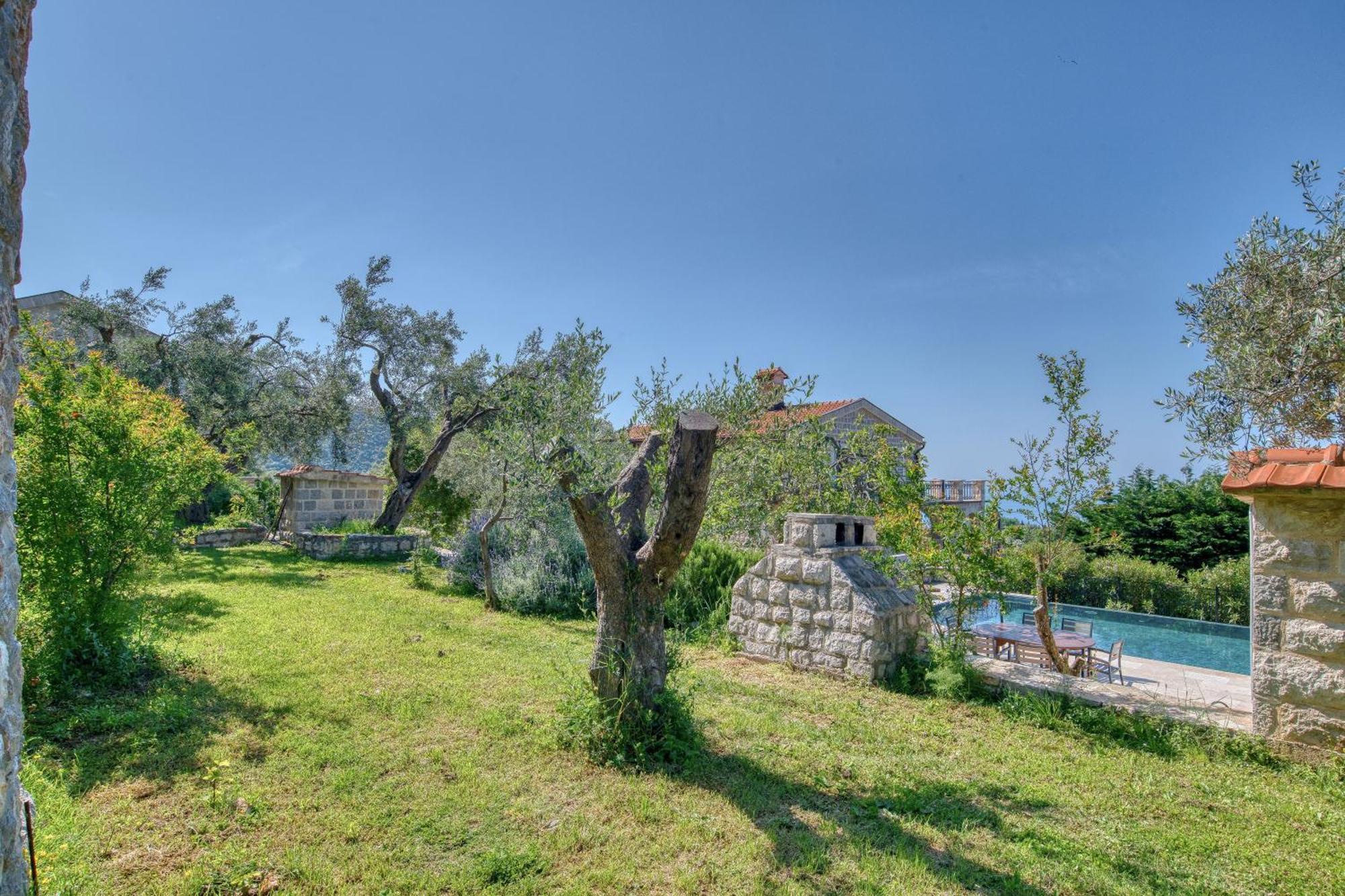 Olive Grove