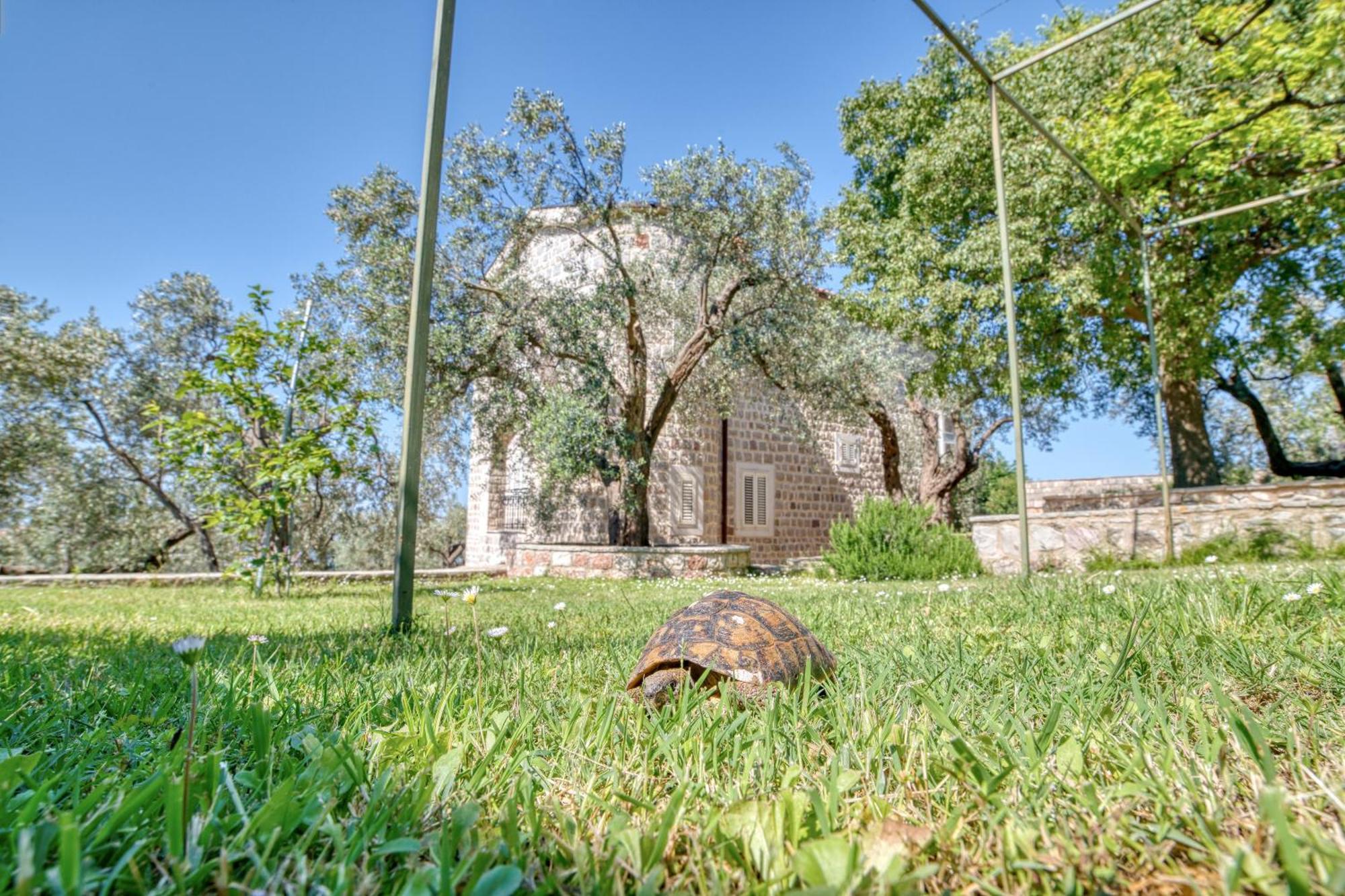 Villa Olive Grove *