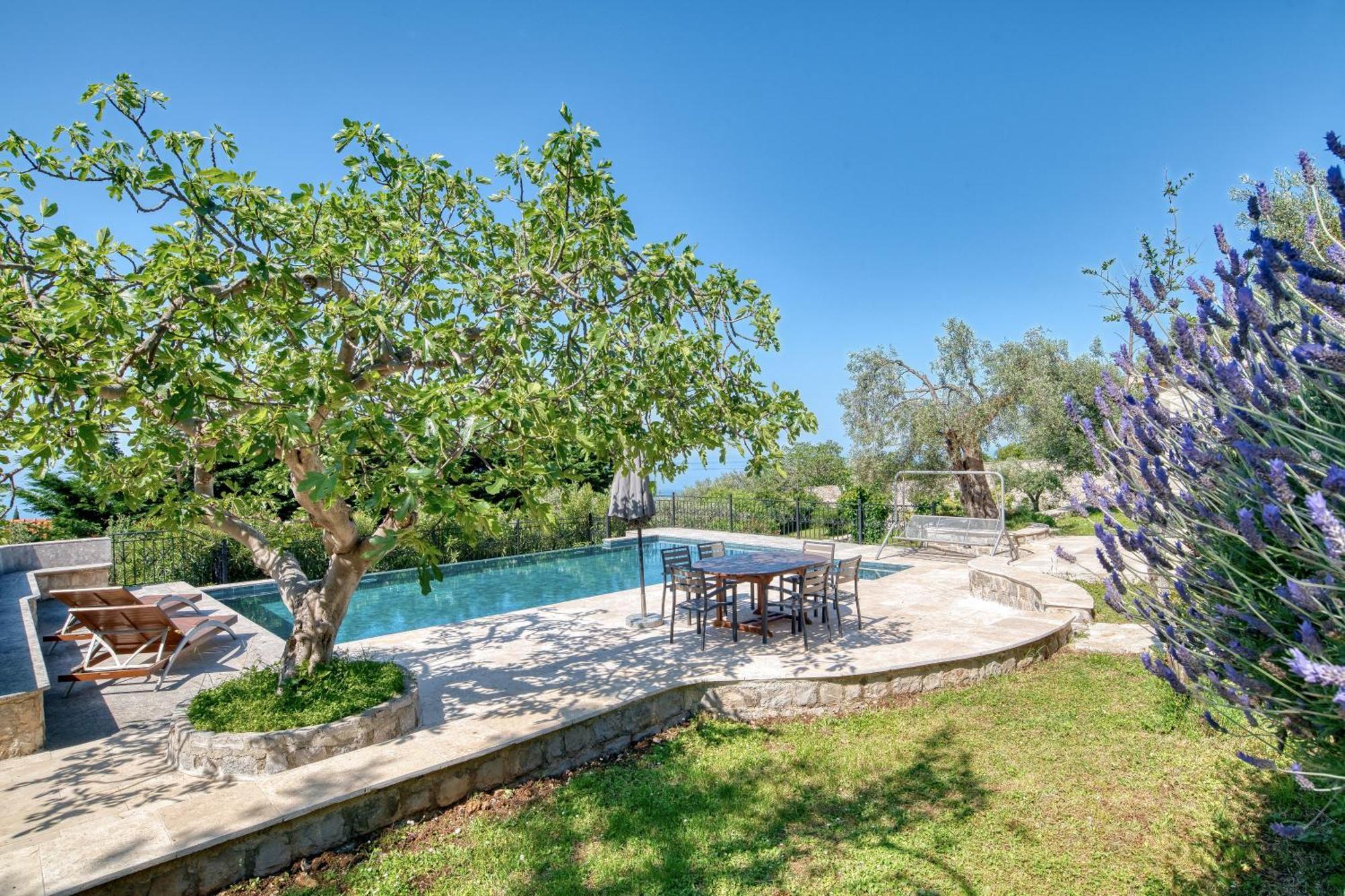 Olive Grove *